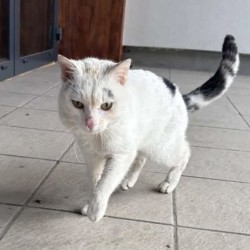 KORTEZ