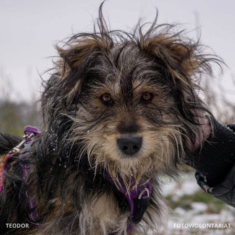 TEODOR TEODOR