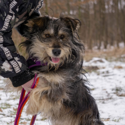 TEODOR
