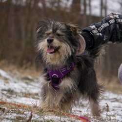 TEODOR
