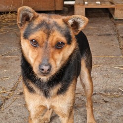 ROKO