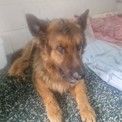 BRUNO