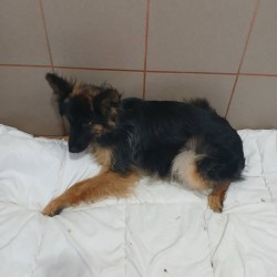 JAGÓDKA