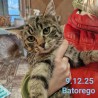 BOBI