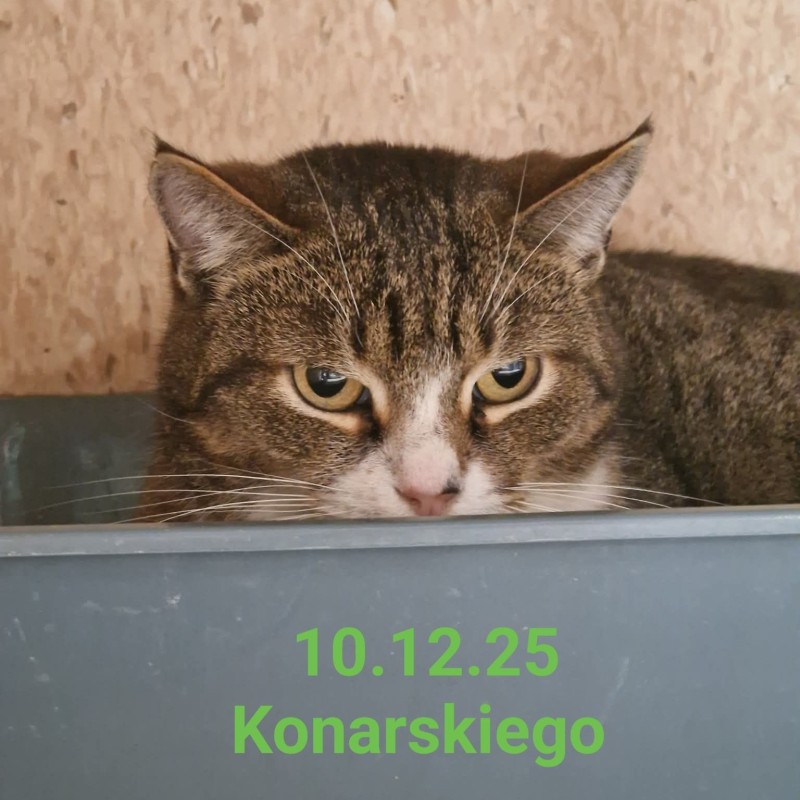 KOT SKC