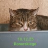 KOT SKC