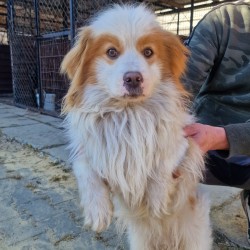 pies z ul. Makowskiej