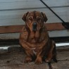 GUCIO