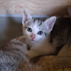 ZIRA